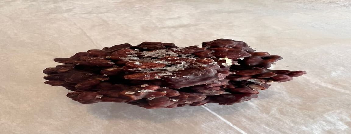 Choco ginger nut